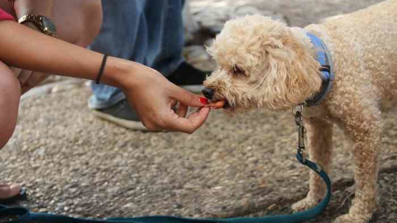 Le manque d'appétit des chiens en été : gérer les vagues de chaleur