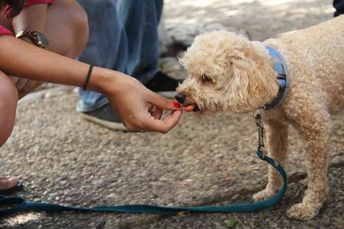 Problèmes d'appétit chez le chien en période de fortes chaleurs