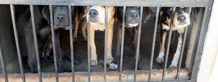 13000 chiens abattus chaque mois en Indonésie pour la consommation humaine