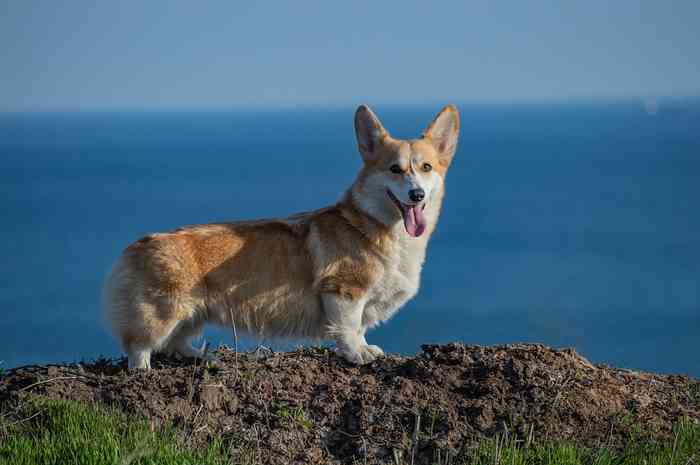 Chien de race Welsh Corgi en voie d'extinction en Grande Bretagne