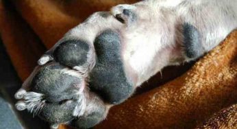 Pourquoi le chien se lèche-t-il toujours les pattes ? Causes et remèdes à ce problème