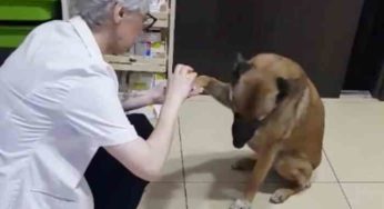 L’Histoire d’un chien errant et d’une pharmacienne
