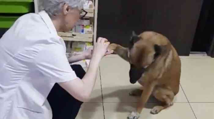 Le chien errant entre dans la pharmacie pour se faire soigner par la pharmacienne