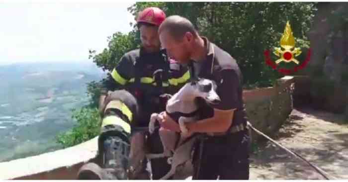 Les pompiers sauvent un lévrier après une chute de plus de 50 mètres.