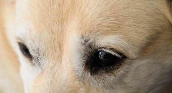Problèmes de paupières : quelles races de chiens sont prédisposées?