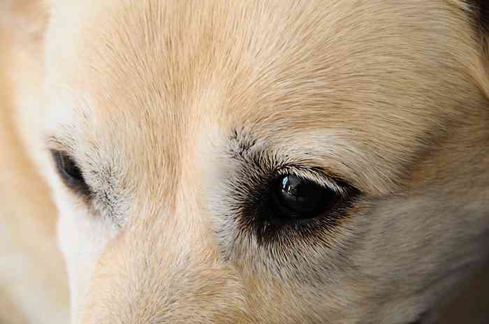 Problèmes de paupières chez le chien