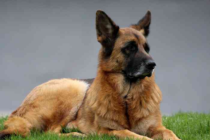 Chien Berger Allemand ayant un peu d'âge