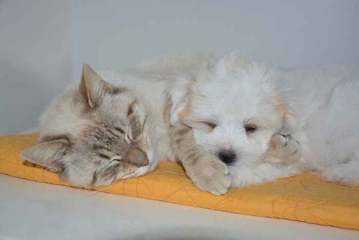 La cohabitation chien et chat ? si c'est possible !