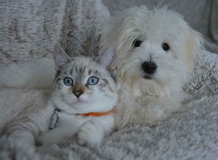 Un chien et un chat peuvent vivre en harmonie.