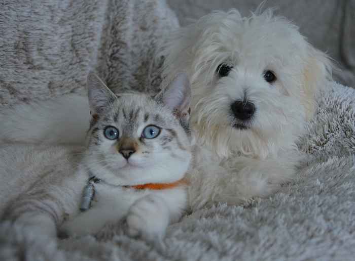 Faire cohabiter un chien et un chat c'est possible