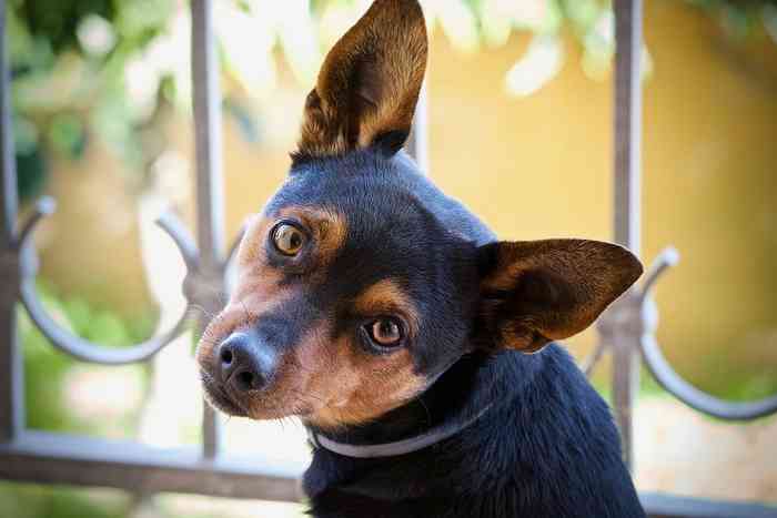 La jalousie est elle une sentiment que ressent le chien?