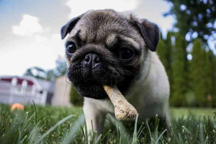 Le chien cache sa nourriture par instinct