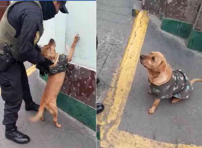 Un chien se fait arrêter par la police pour être adopté