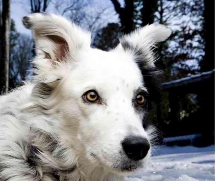 La femelle Border Collie Chaser comprenait environ 1000 mots que lui avait enseigné son maître.