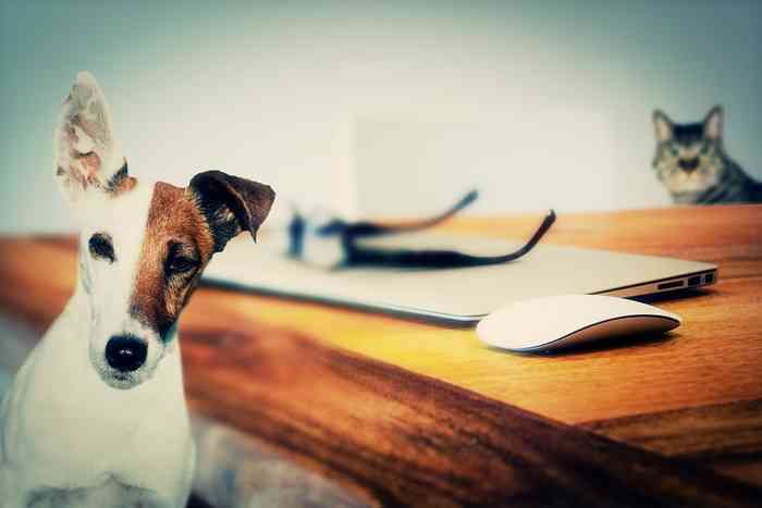 Des chiens et des chats à l’université pour déstresser les étudiants