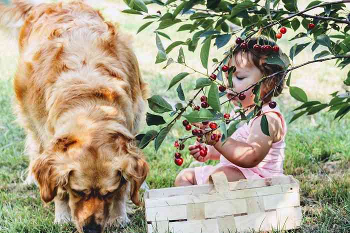 Les fruits sont bons pour la santé du chien