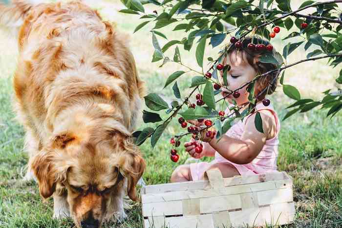 Les fruits sont bons pour la santé de nos amis à 4 pattes