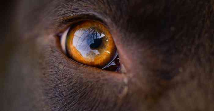 pourquoi certains chiens ont des yeux larmoyants ? causes et remèdes.