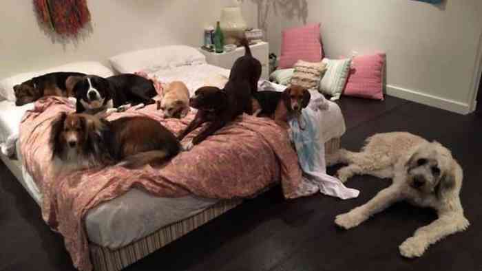 Les 7 chiens de Miley Cyrus dont elle aura la garde.