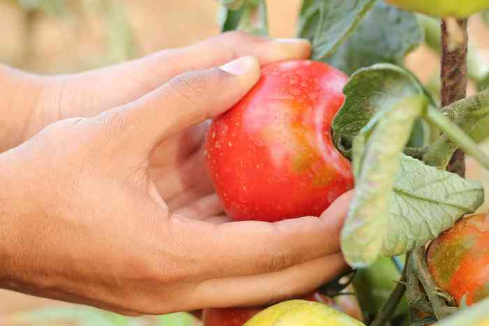 Les tomates mures sont elles bonnes pour toutes les races de chiens?