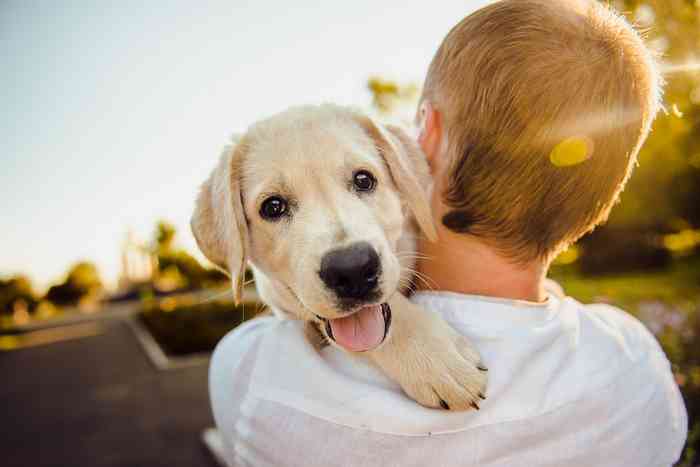 Adopter un chiot après le décès de son chien