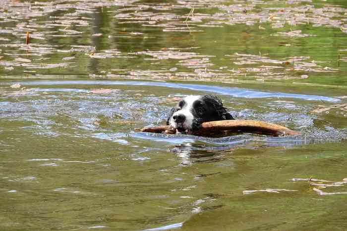 Baignade de chien dans une lac d'Amérique