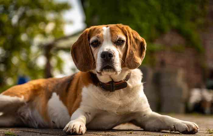 Un chien qui est trop gros et gras