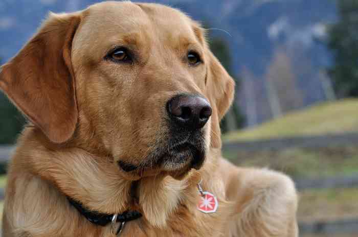 Pour lutter contre la punaise diabolique quoi du mieux que les chiens Labrador