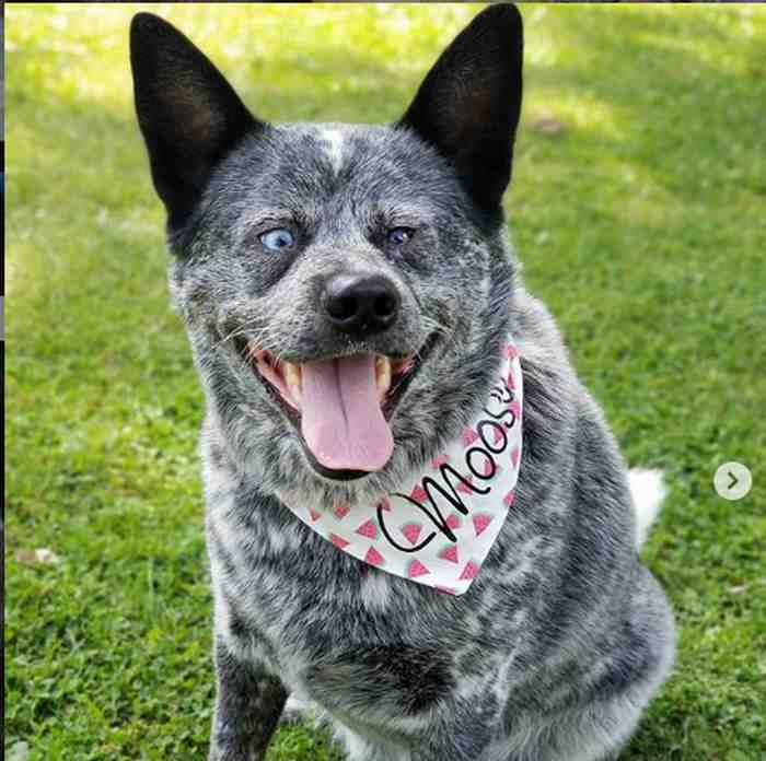 Moose le chien à qui il manque un morceau de cerveau