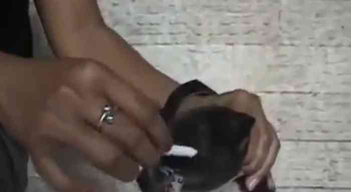 Une femme asiatique torture un chiot avec une cigarette