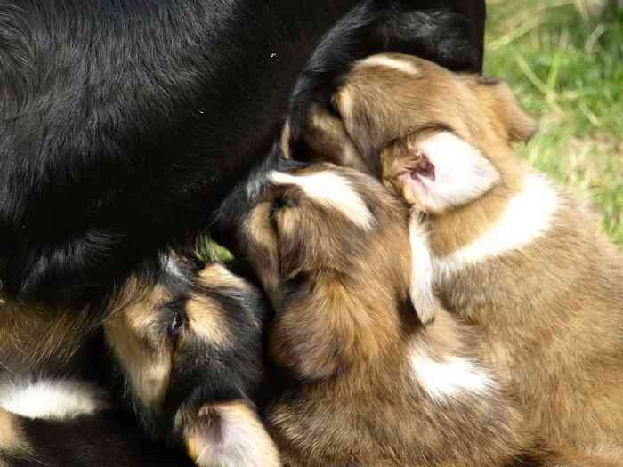 Les chiots tètent leur mère