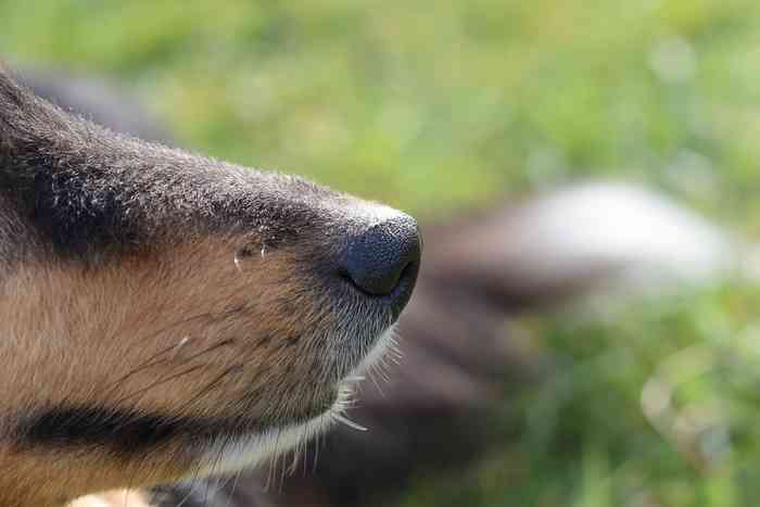 Chaque jour on découvre de nouvelles utilisations de l'odorat des chiens