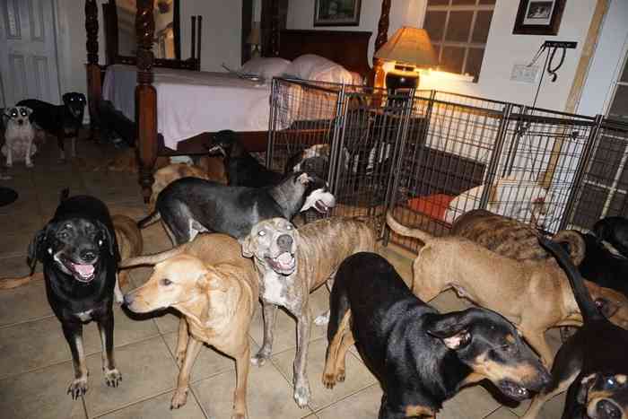 Chiens rescapés de l'ouragan Dorian aux Bahamas