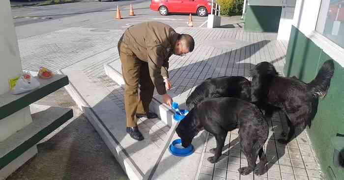 Policier chilien nourrissant les chiens des rues
