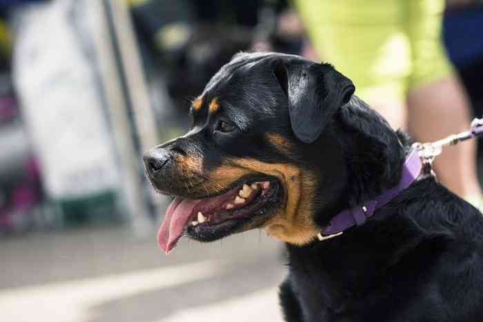 Le Rottweiler un chien de défense