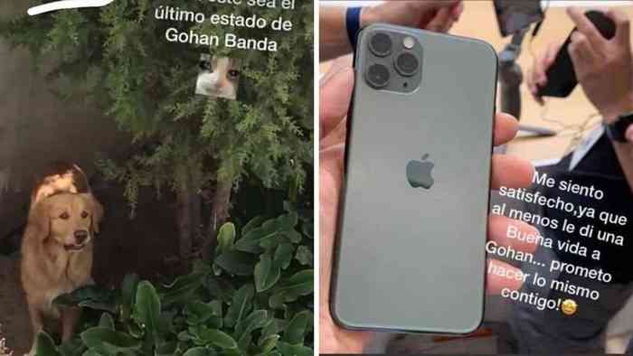 Troc d'un Golden Retriever contre un apple iPhone 11