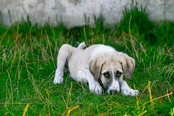 Les promenades de nos chiens ne sont pas exemptes de risques de maladies