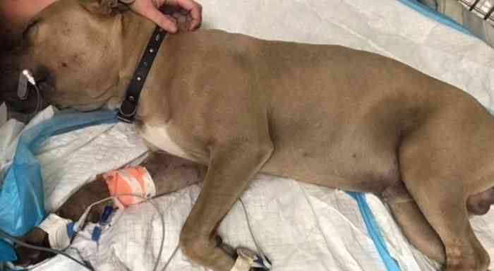 Chiot pitbull mordu à mort par un serpent