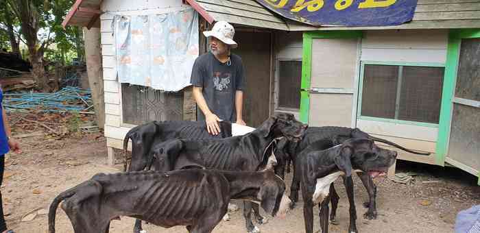 13 danois thaïlandais trouvés affamés