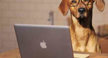 Chiens au bureau moins de stress plus de productivité