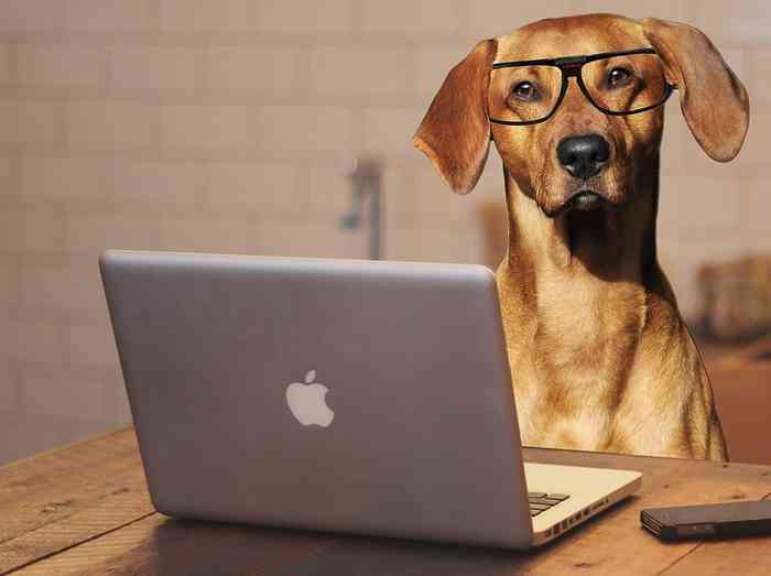 Le chien au bureau diminue le stress et augmente la productivité des employés.
