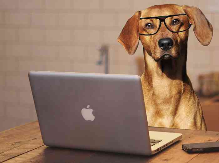 Emmener son chien au bureau