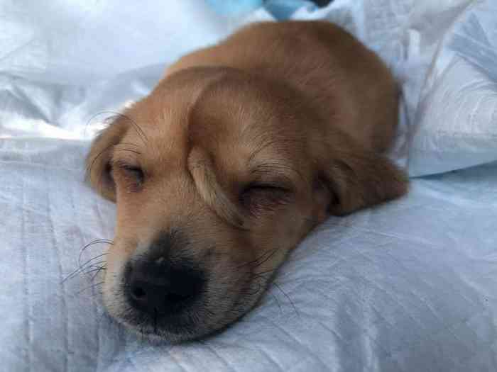 Chiot né avec une queue sur la tête