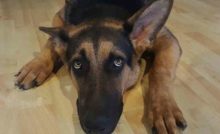 Cris et punitions stressent les chiens