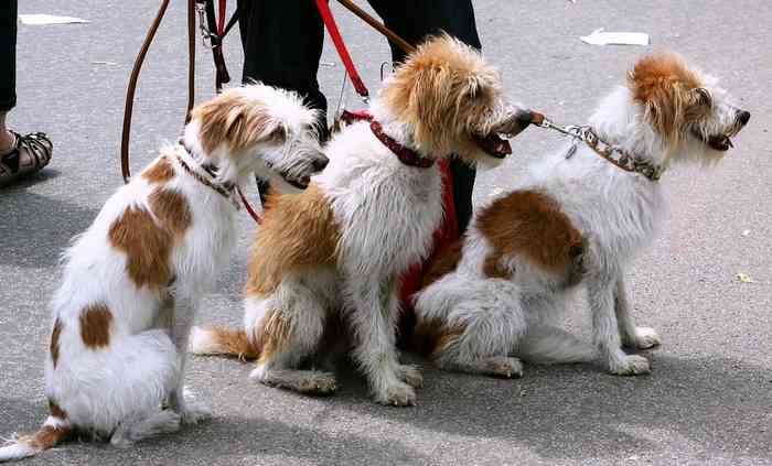 Promenade de chiens en laisse en Iran