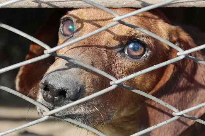 Interdiction de la viande de chiens