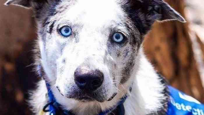 Bear le chien dressé pour sauver les koalas des flammes