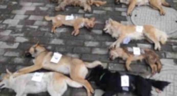 Un restaurateur chinois tue huit chiens avec des fléchettes empoisonnées pour faire des hot-dogs