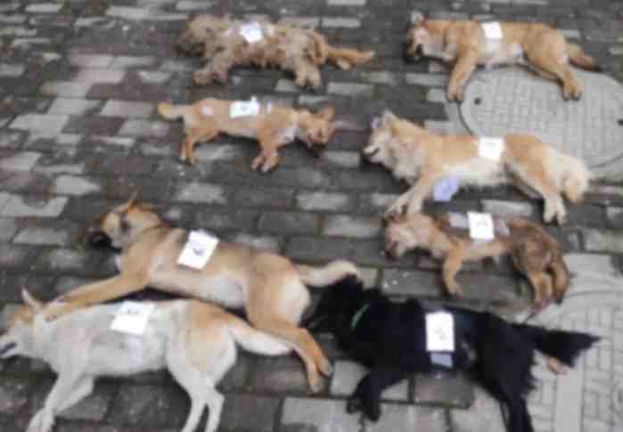 Huit chiens abattus pour faire des sandwiches en Chines
