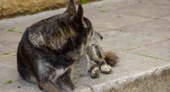 Un chien abandonné dans une église émeut le Royaume-Uni